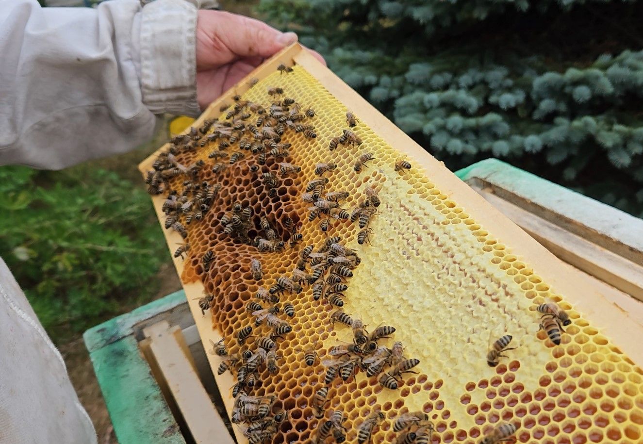 Ålanders hunang Logo