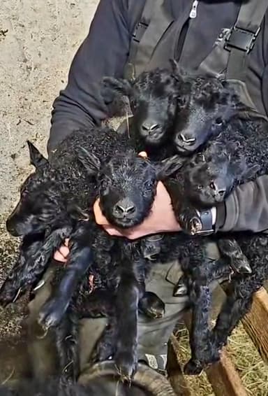 Bjarnarnesbúið Logo