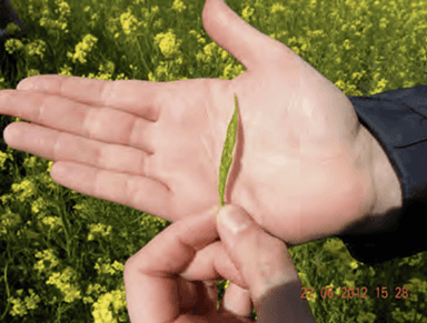 Organic Iceland Logo